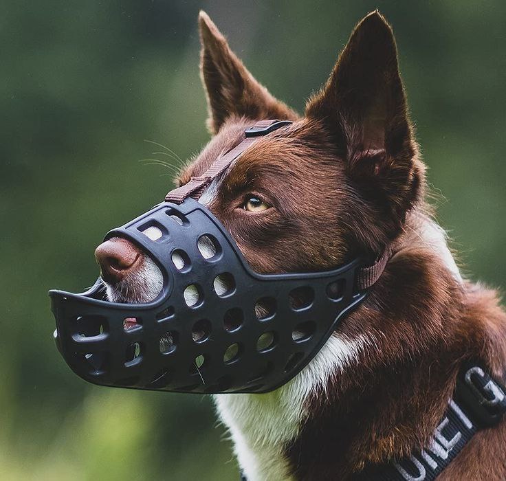 Large dog muzzle